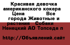 Красивая девочка американского кокера › Цена ­ 35 000 - Все города Животные и растения » Собаки   . Ненецкий АО,Топседа п.